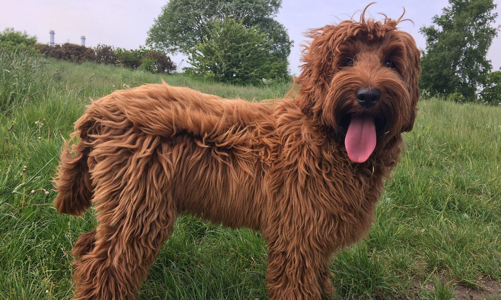 Australian Labradoodle Wallpapers Top Free Australian Labradoodle