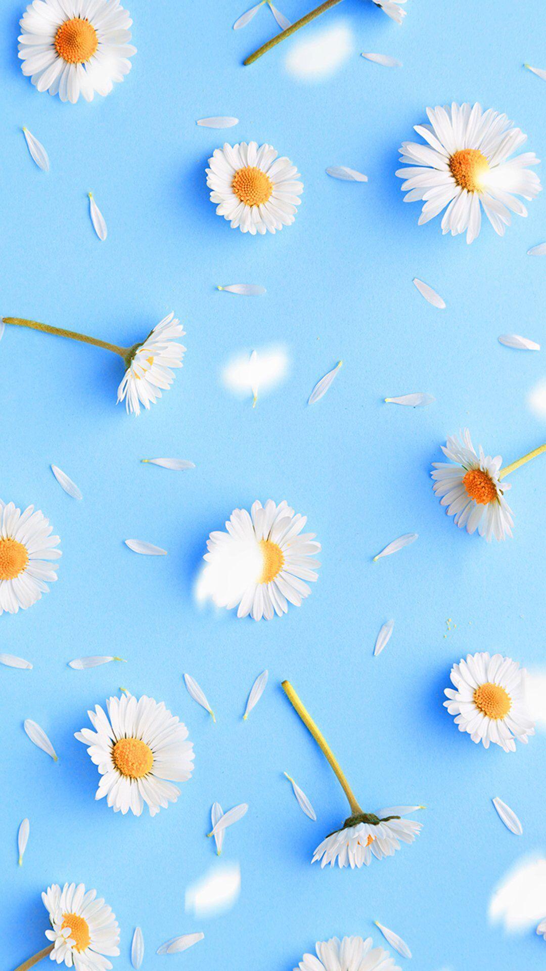 Cute Daisy Wallpapers Top Free Cute Daisy Backgrounds WallpaperAccess
