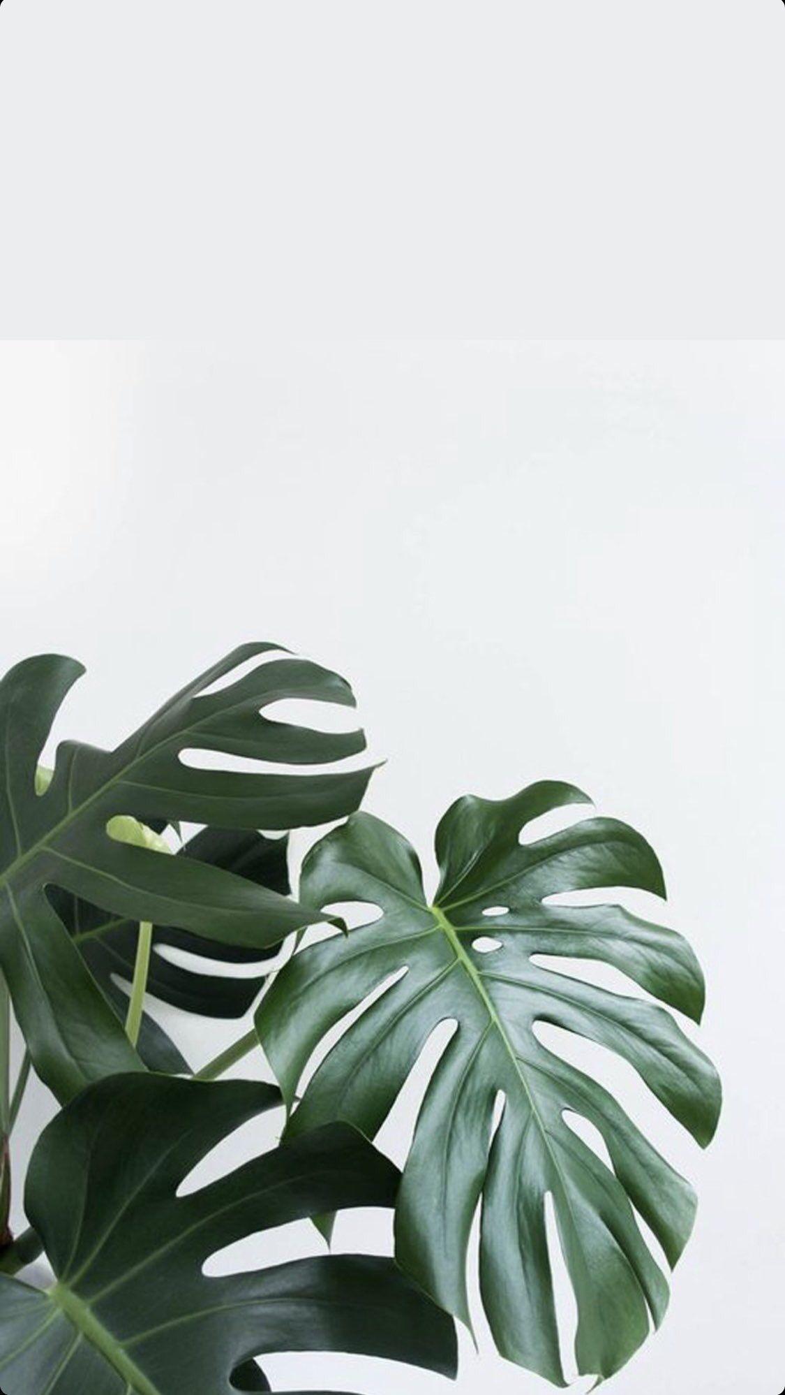 Monstera Deliciosa Wallpapers Top Free Monstera Deliciosa Backgrounds