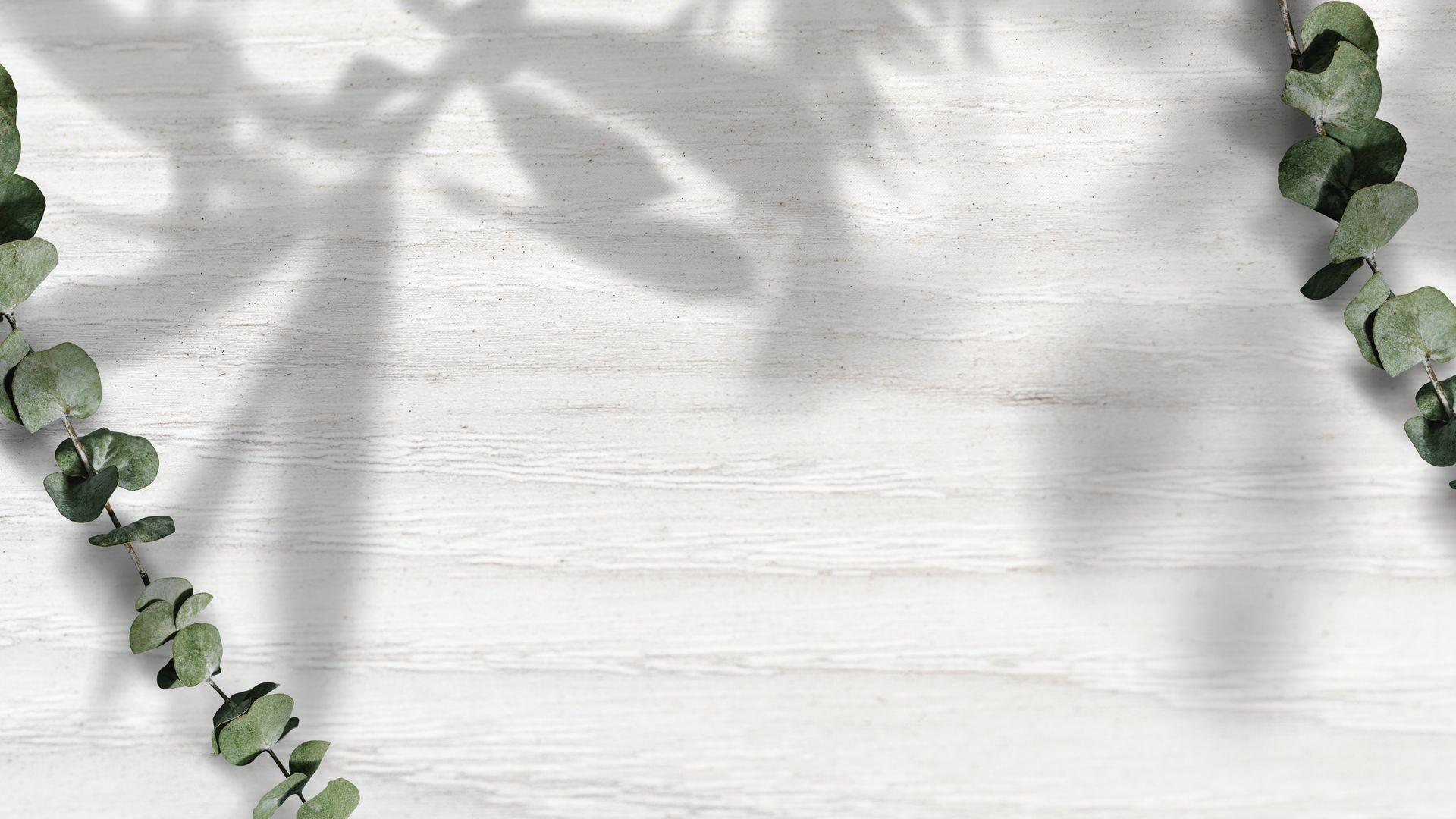 Minimal Plant Wallpapers Top Free Minimal Plant Backgrounds