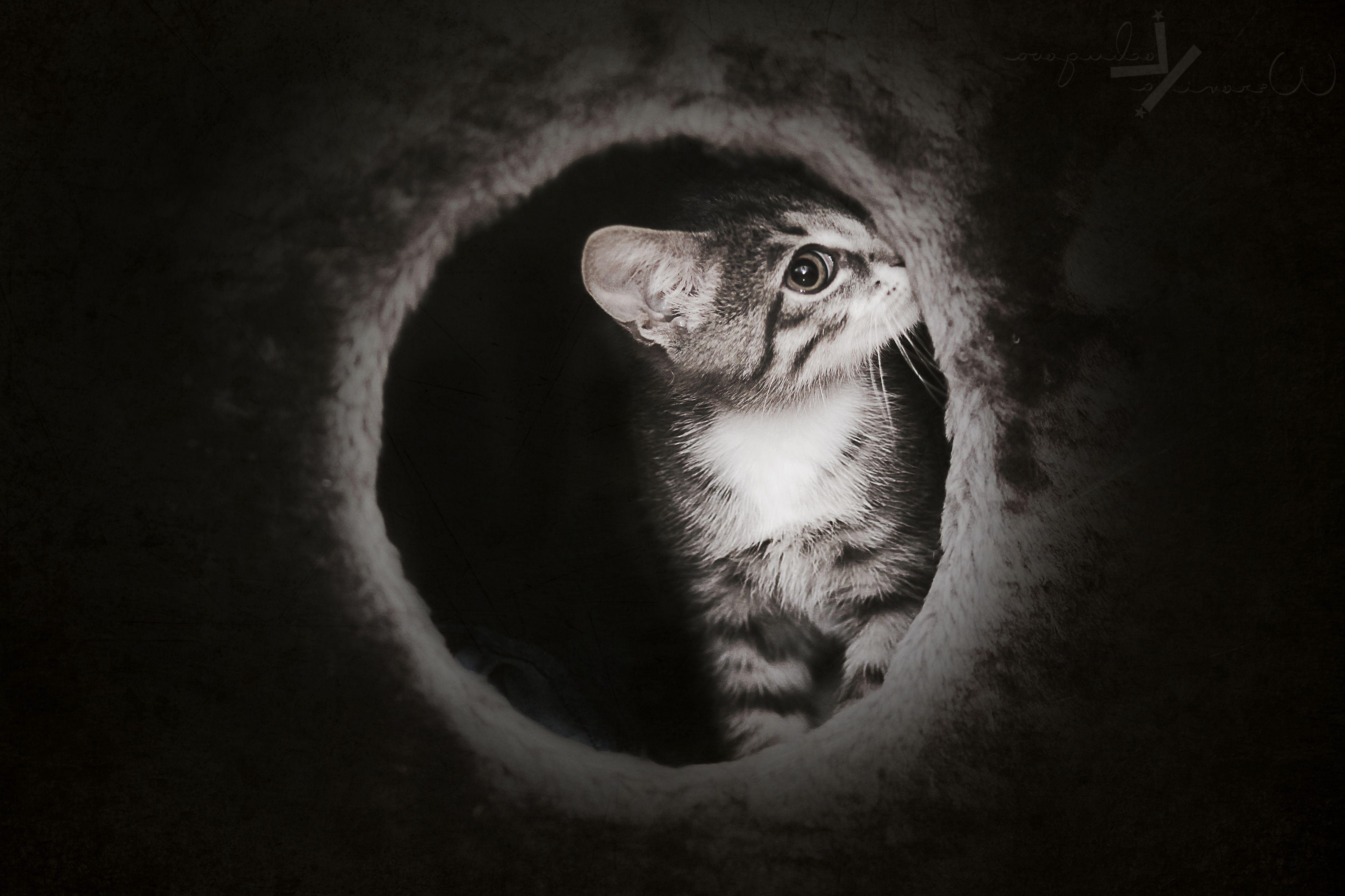 Cute Dark Wallpapers Top Free Cute Dark Backgrounds WallpaperAccess