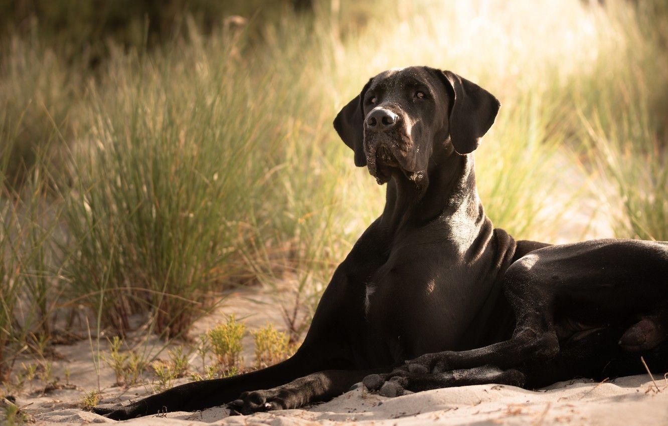 Black Great Dane Wallpaper