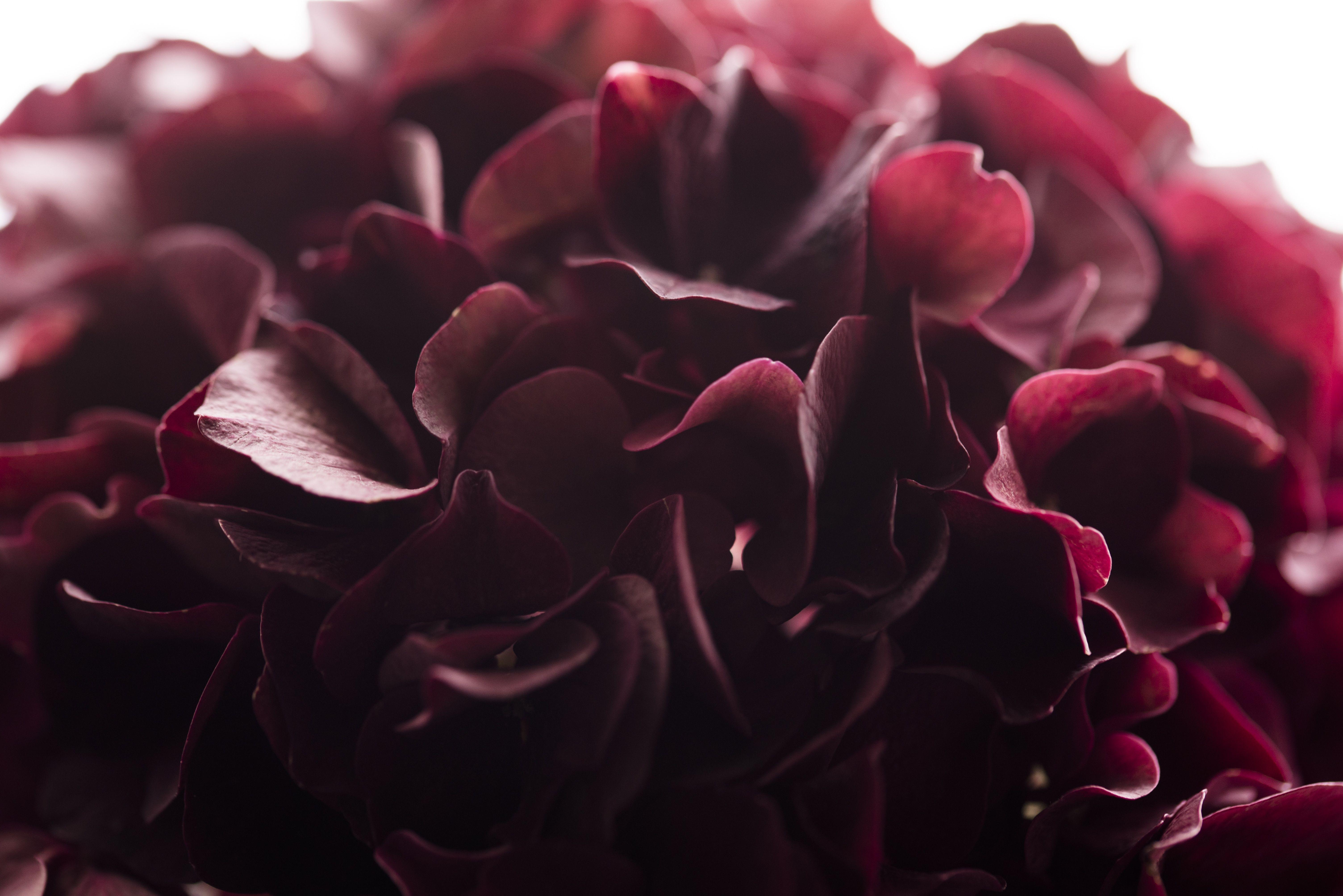 Burgundy Flower Wallpaper