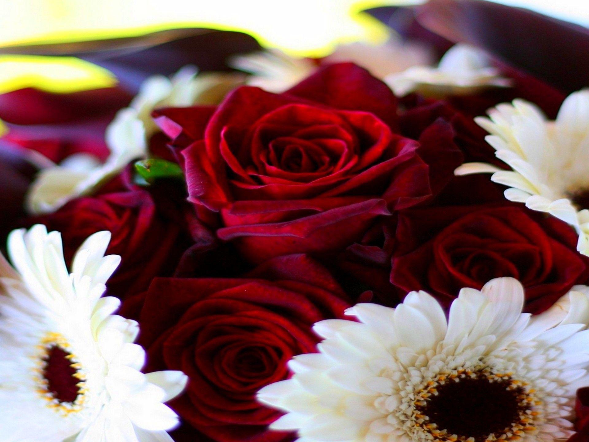 Burgundy Flowers Wallpapers Top Free Burgundy Flowers Backgrounds