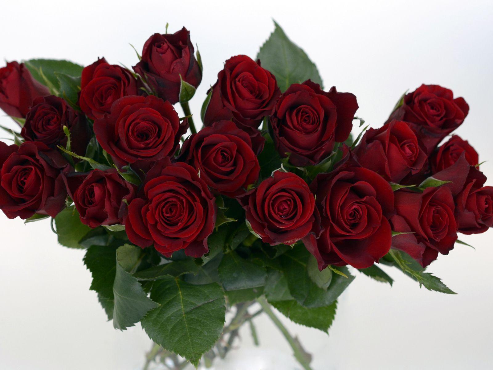 Burgundy Flowers Wallpapers Top Free Burgundy Flowers Backgrounds