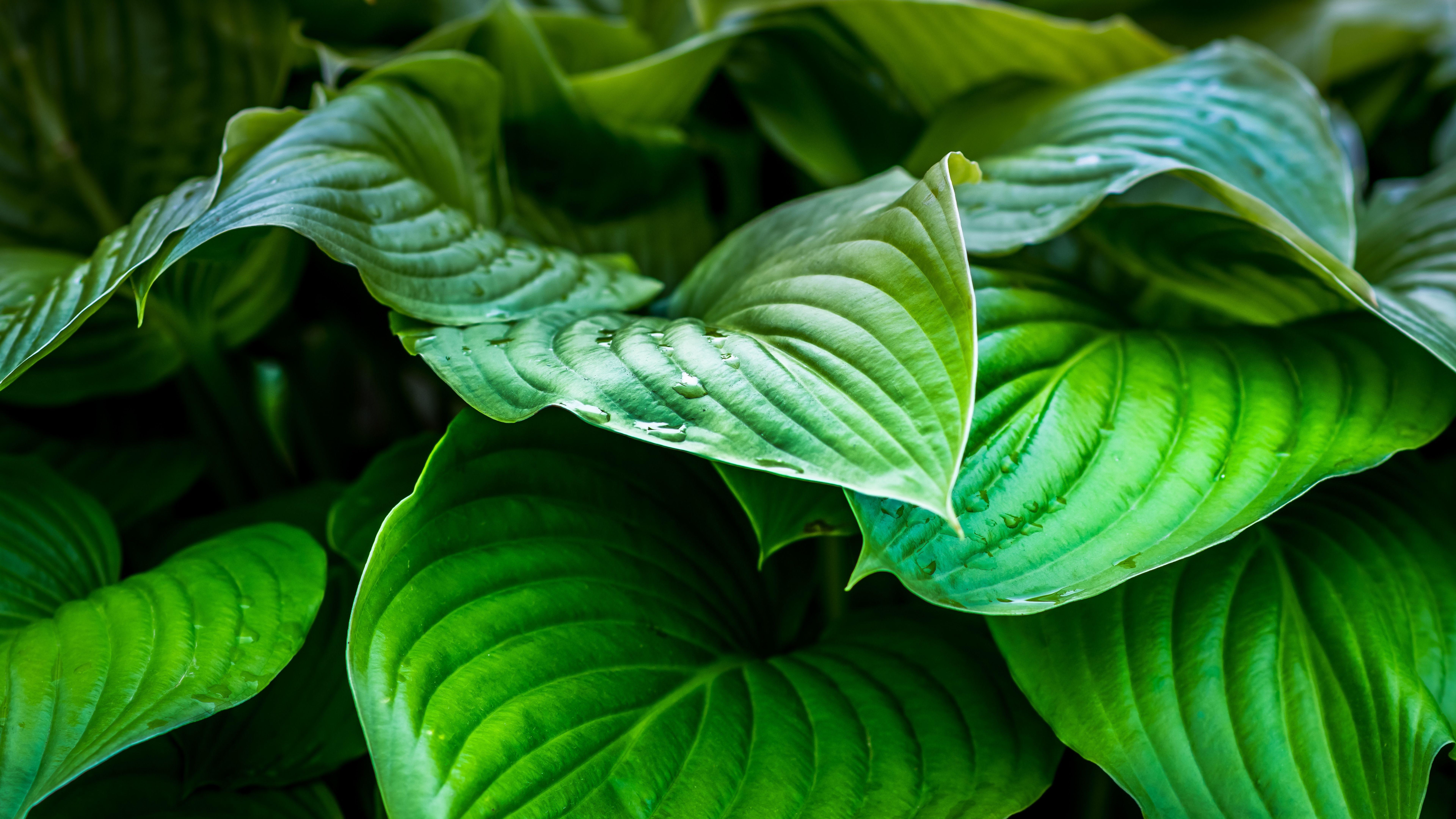 8K Leaves Wallpapers Top Free 8K Leaves Backgrounds WallpaperAccess