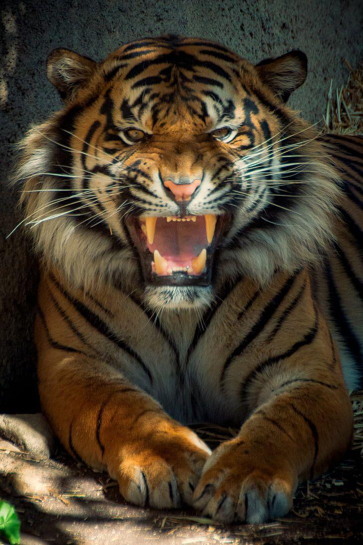 Tiger Roar Wallpapers Top Free Tiger Roar Backgrounds WallpaperAccess