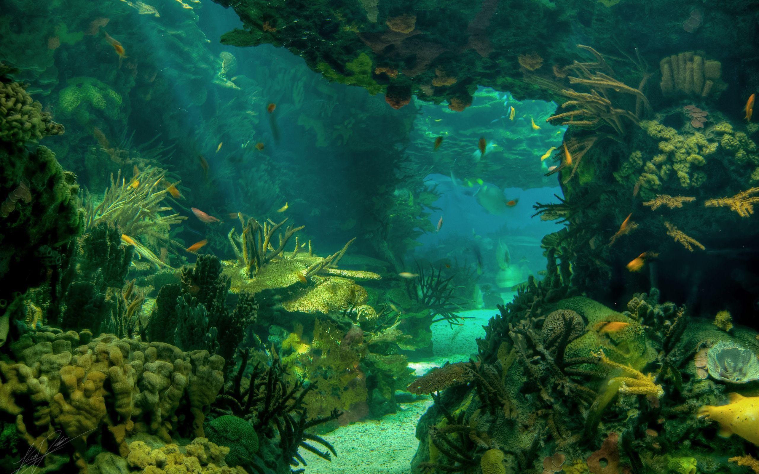 Underwater Forest Wallpapers Top Free Underwater Forest Backgrounds
