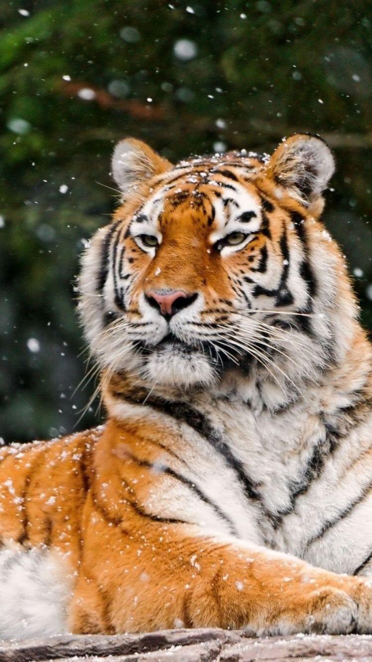 Tiger iPhone HD Wallpapers Top Free Tiger iPhone HD Backgrounds