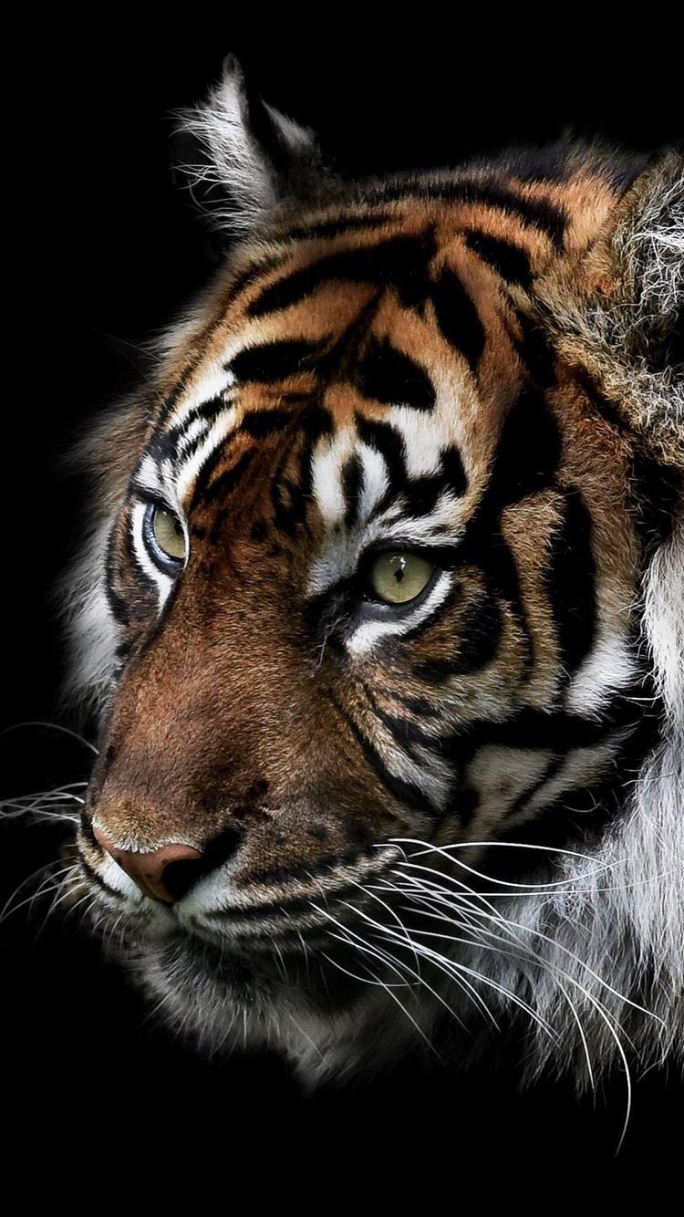 Tiger iPhone HD Wallpapers Top Free Tiger iPhone HD Backgrounds