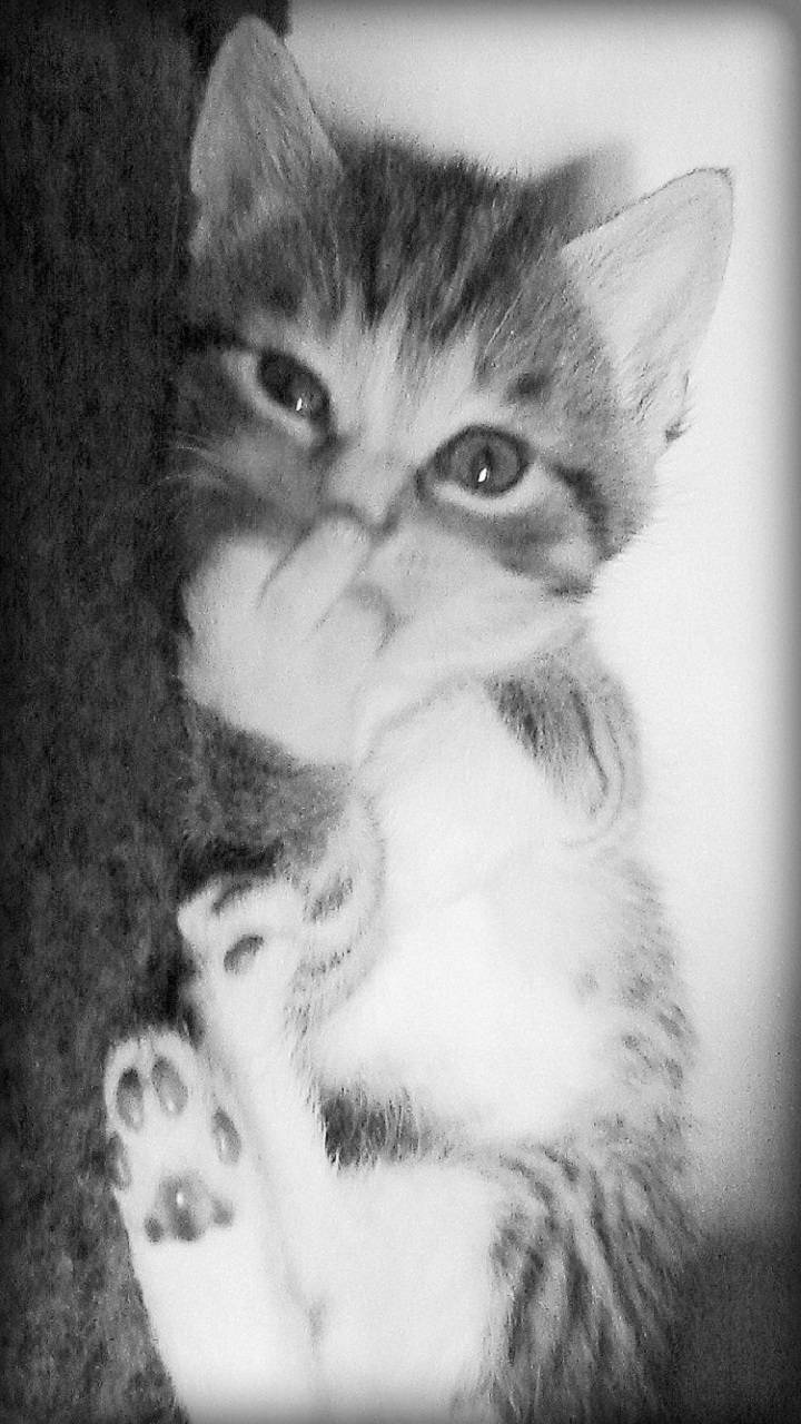 Cat Showing Middle Finger Wallpapers Top Free Cat Showing Middle