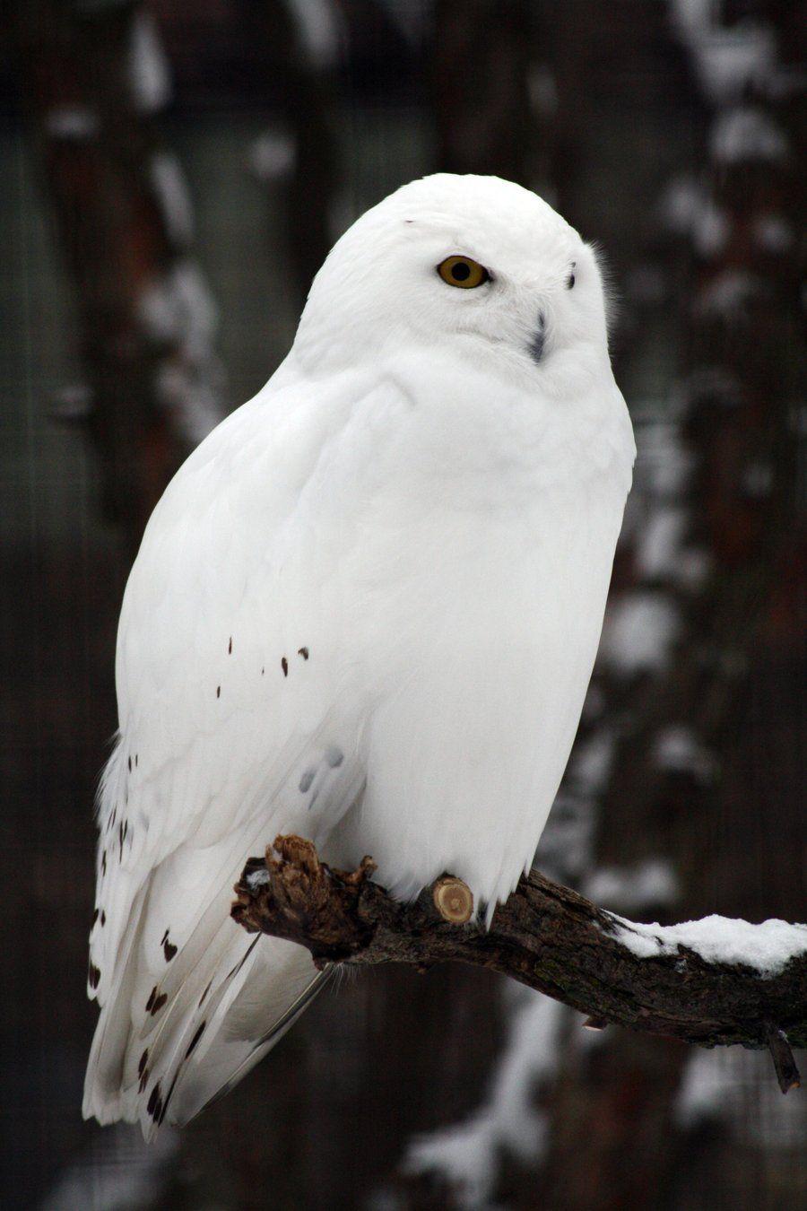 White Owl Wallpapers Top Free White Owl Backgrounds WallpaperAccess