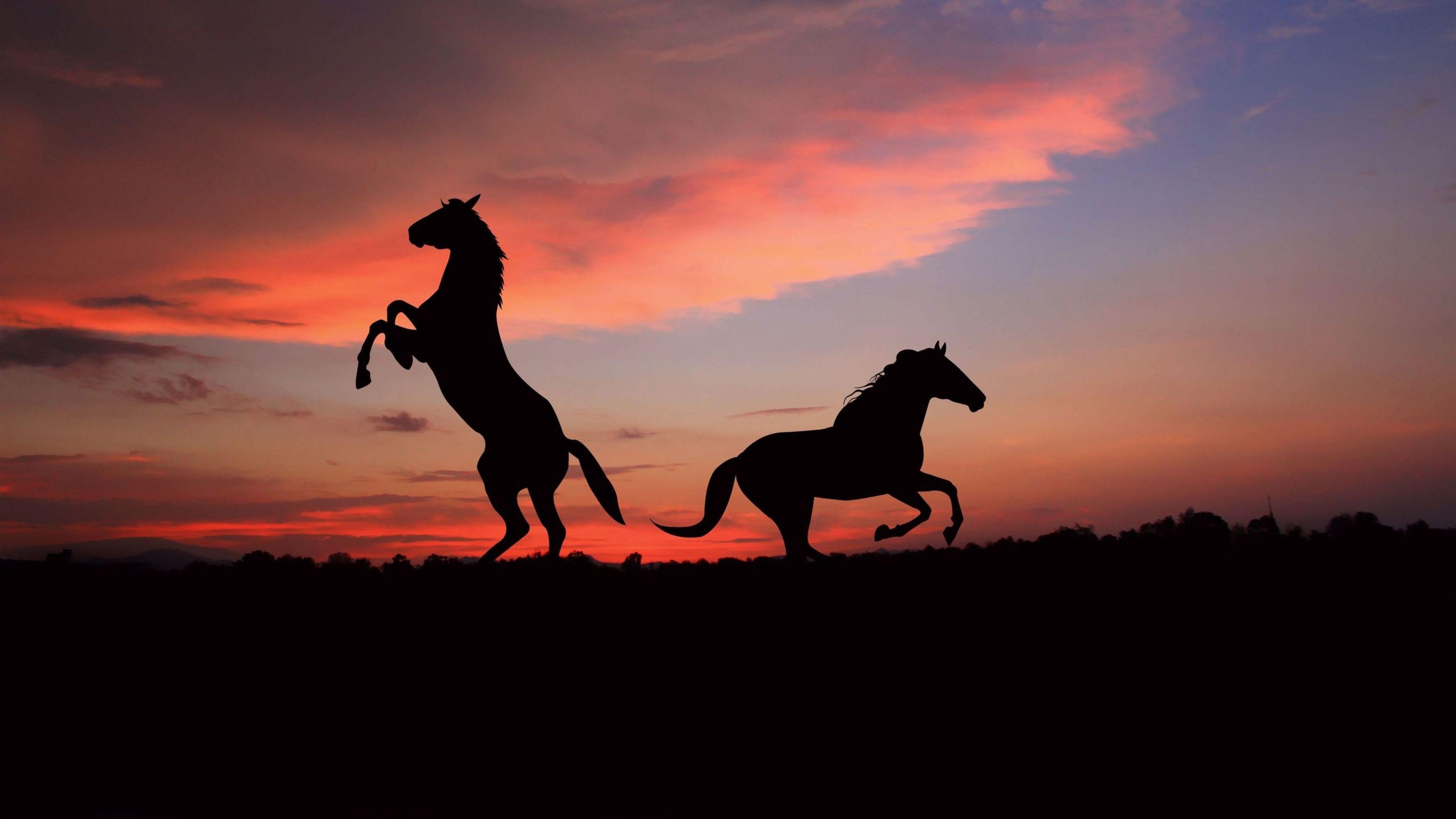 Horses Jumping Wallpapers Top Free Horses Jumping Backgrounds