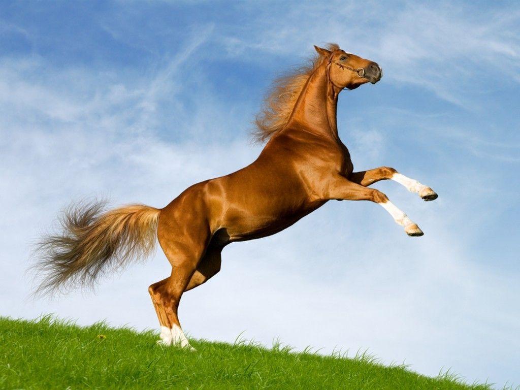 Horses Jumping Wallpapers Top Free Horses Jumping Backgrounds