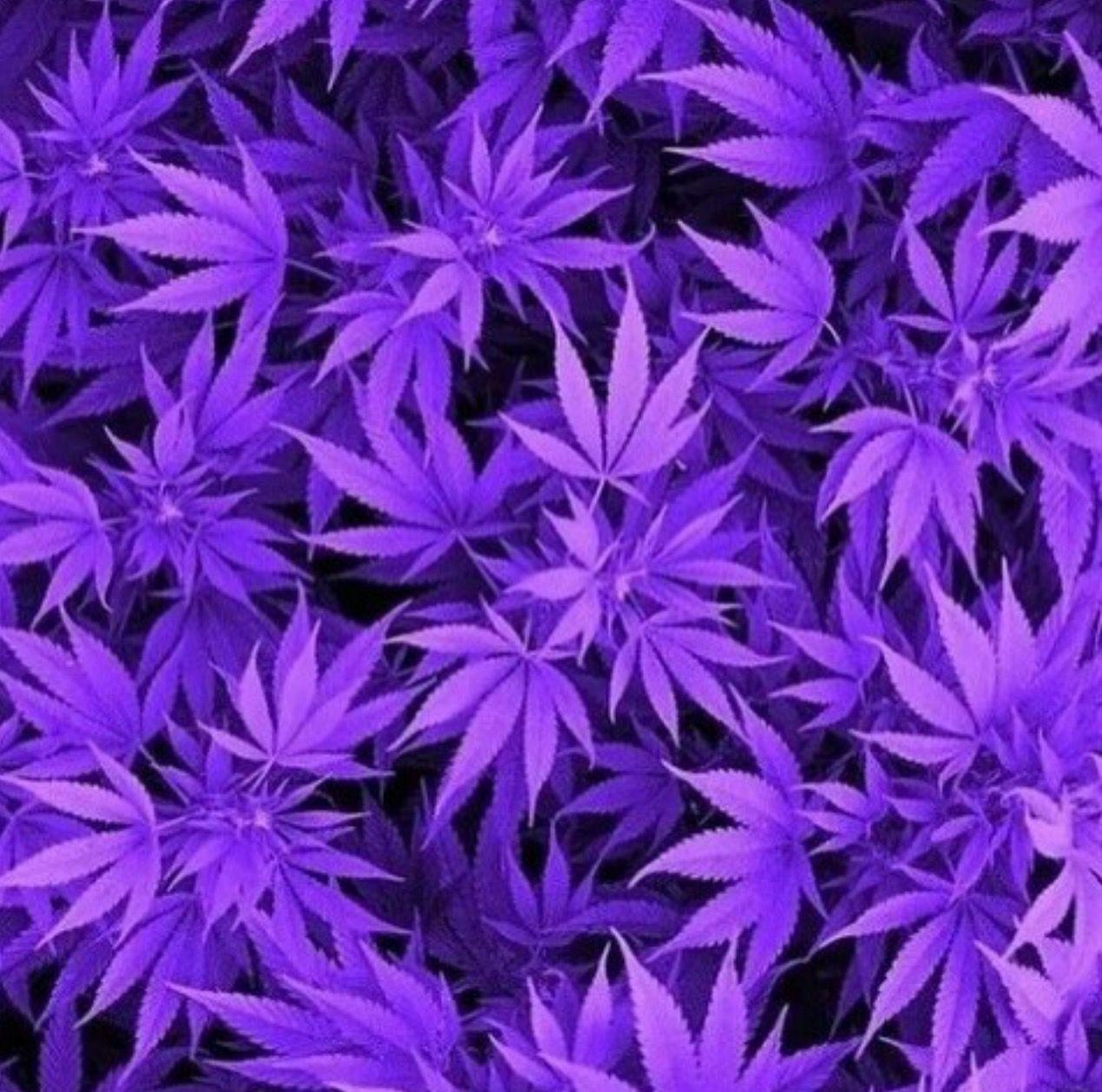 Purple Weed Wallpapers Top Free Purple Weed Backgrounds WallpaperAccess
