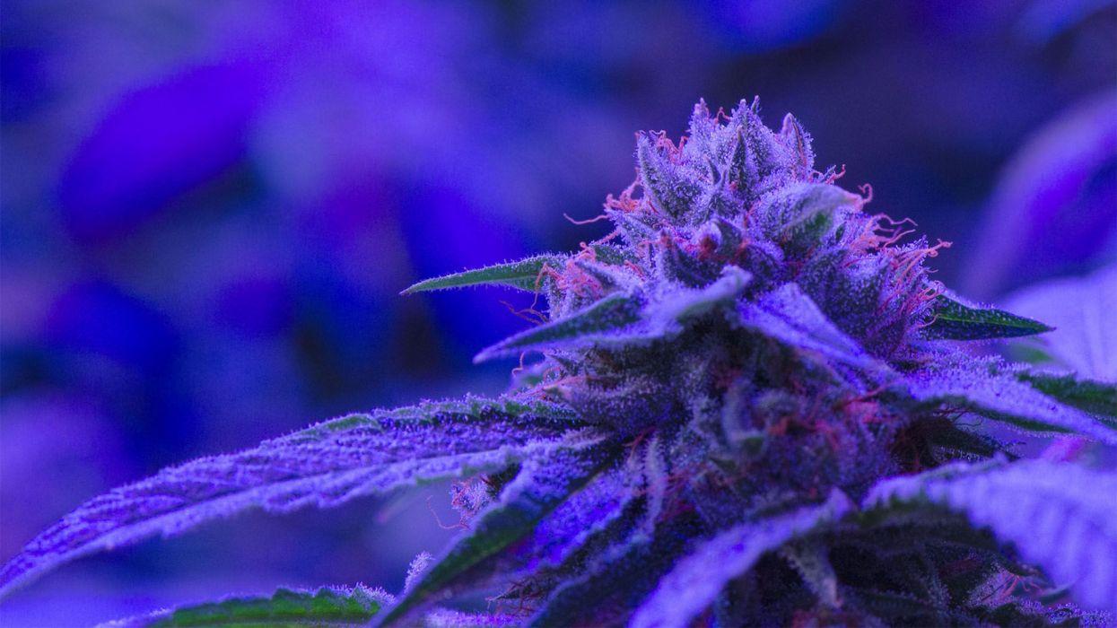 Purple Weed Wallpapers Top Free Purple Weed Backgrounds WallpaperAccess