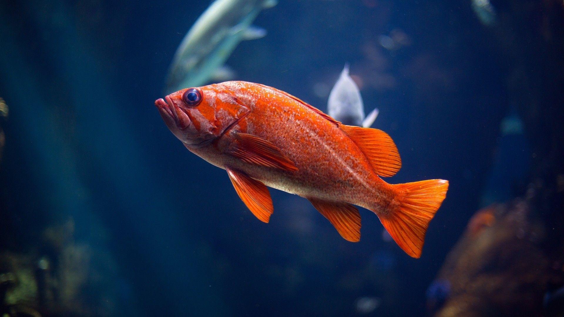 Red Fish Wallpapers Top Free Red Fish Backgrounds WallpaperAccess