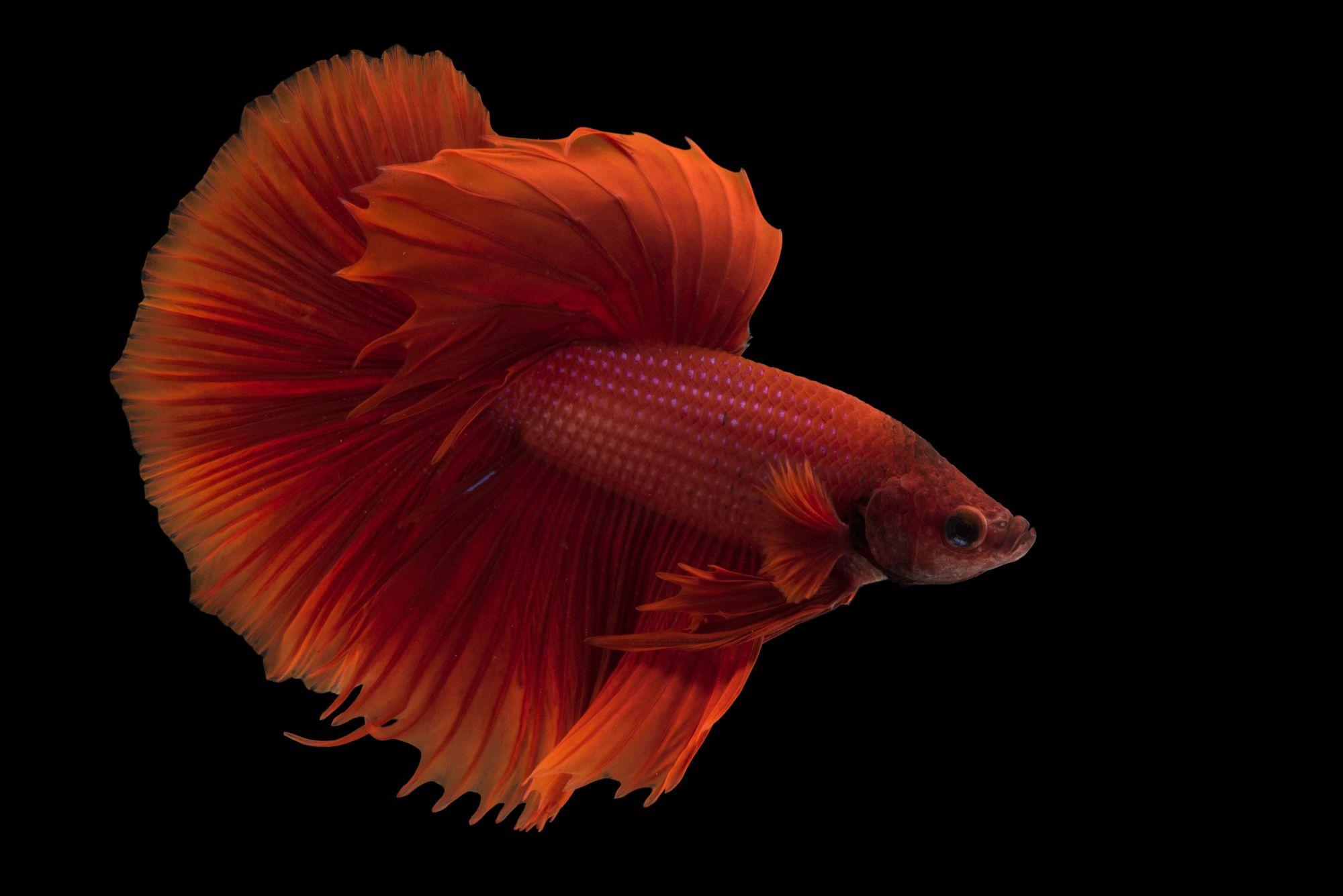 Red Fish Wallpapers Top Free Red Fish Backgrounds WallpaperAccess