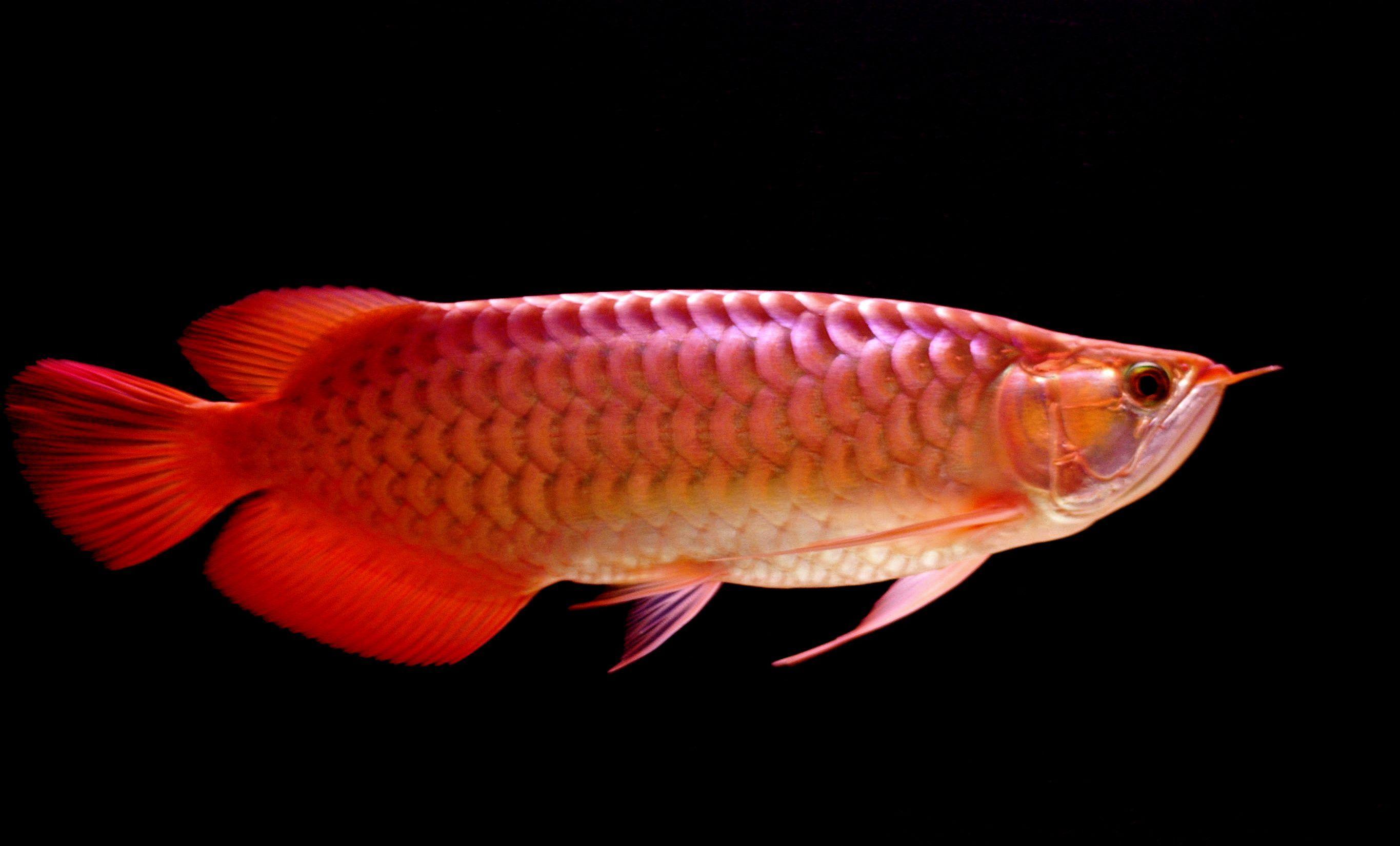Arowana Fish Wallpapers Top Free Arowana Fish Backgrounds