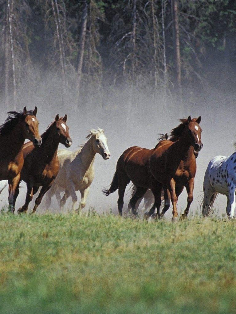 Seven Horses Wallpapers Top Free Seven Horses Backgrounds