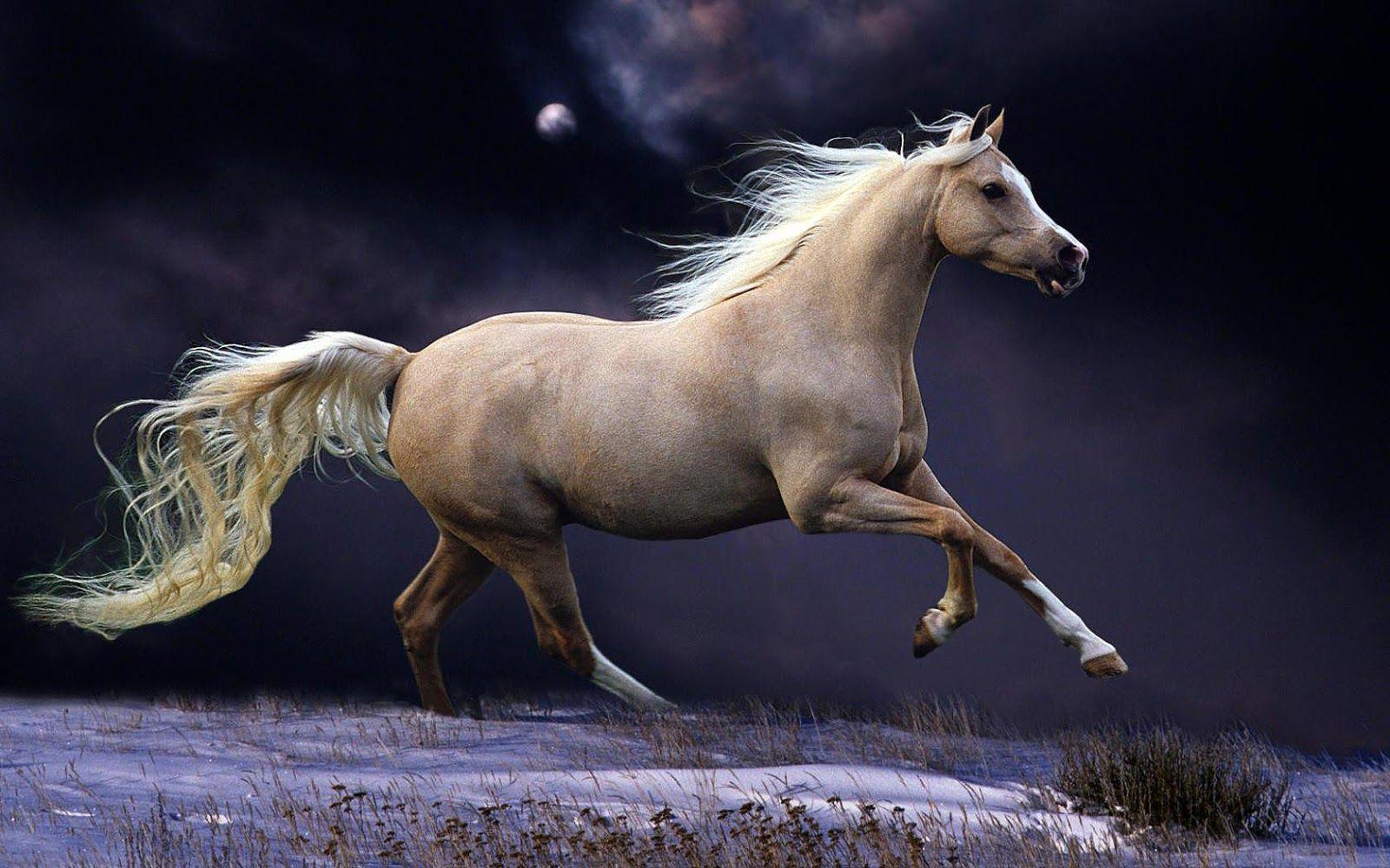 Seven Horses Wallpapers Top Free Seven Horses Backgrounds