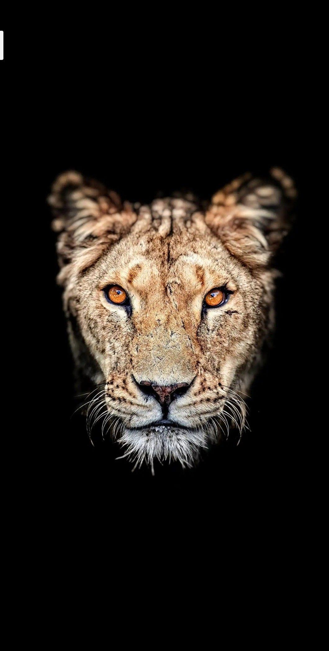 Animal Phone Wallpapers Top Free Animal Phone Backgrounds