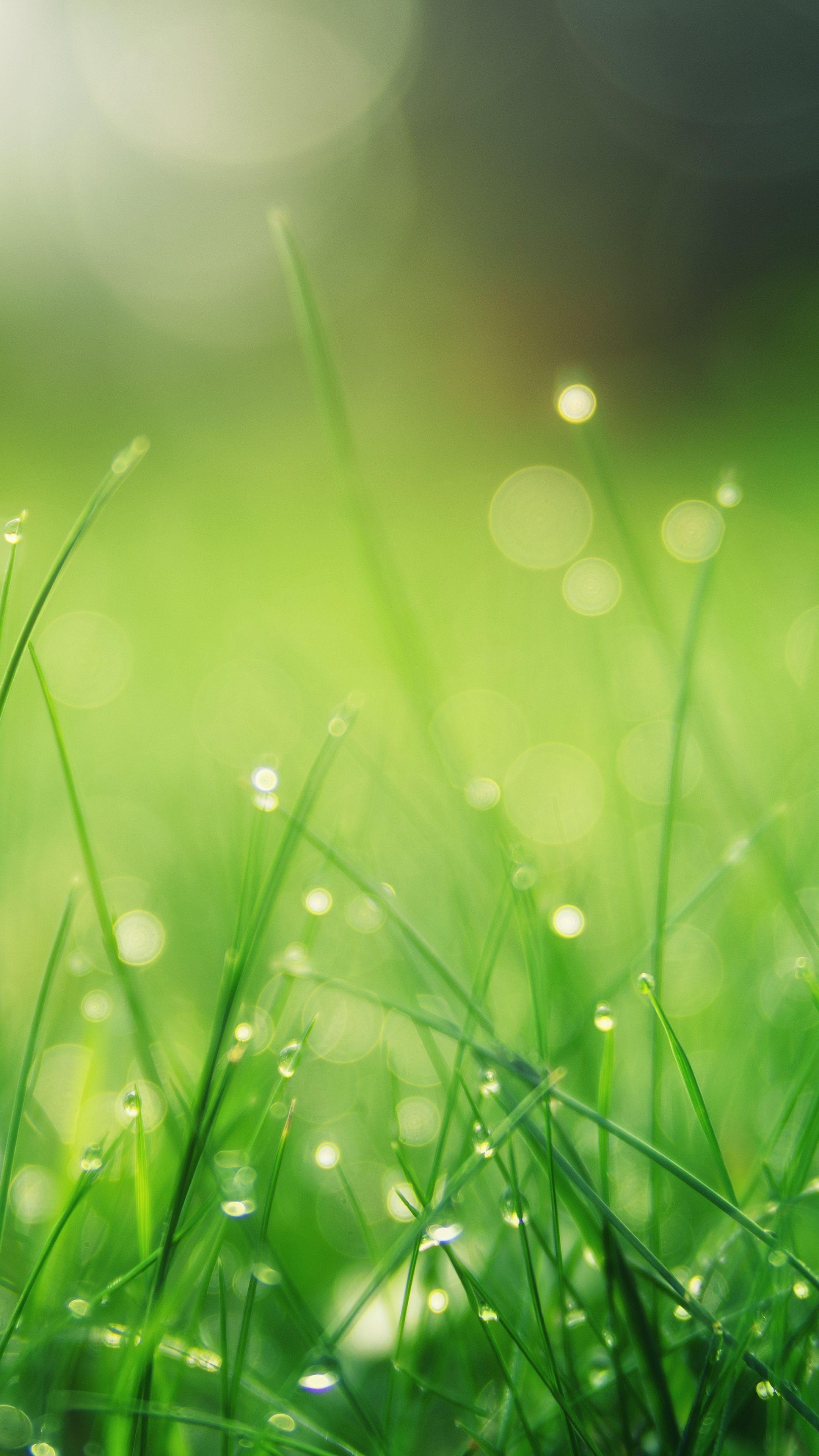 Light Green Nature Wallpapers Top Free Light Green Nature Backgrounds