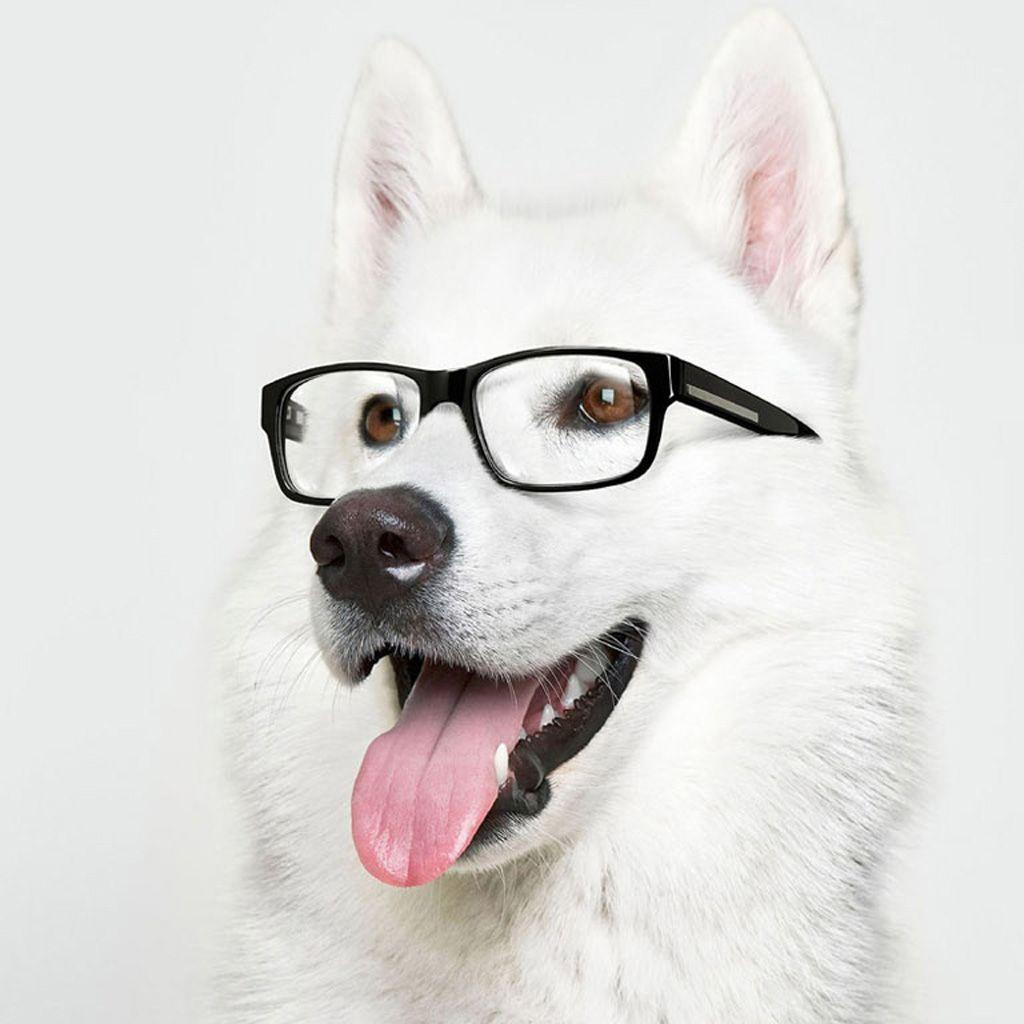 Dog Glasses Wallpapers Top Free Dog Glasses Backgrounds WallpaperAccess