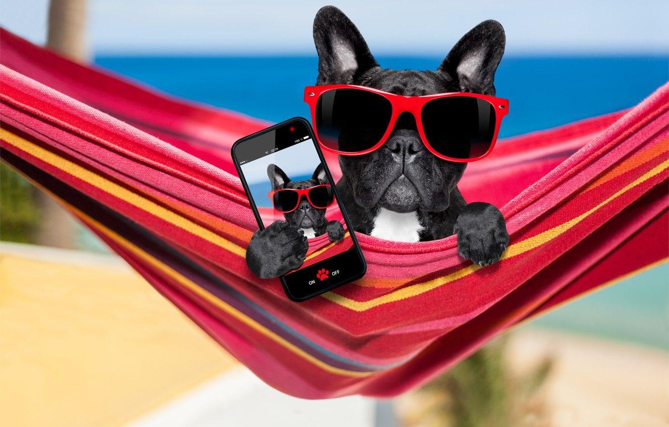 Dog Glasses Wallpapers Top Free Dog Glasses Backgrounds WallpaperAccess