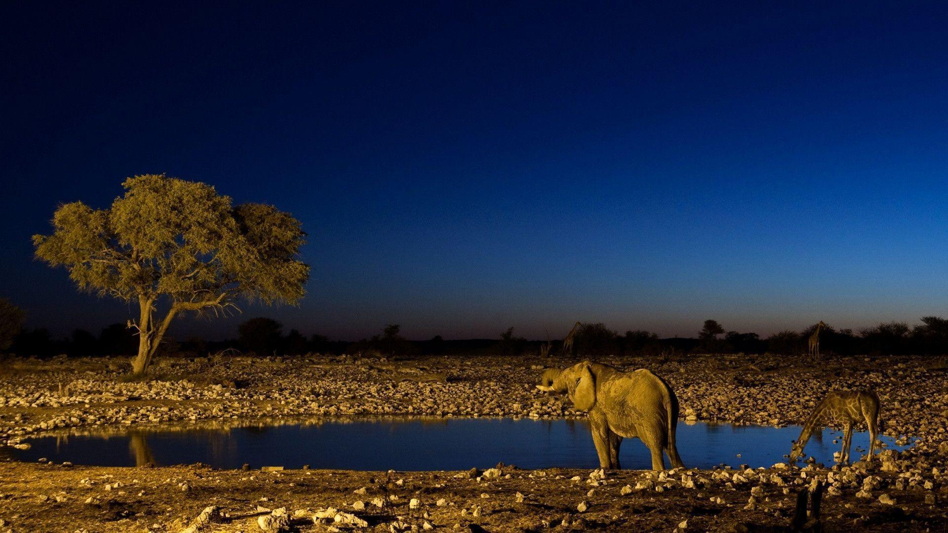 Wildlife Wallpapers Top Free Wildlife Backgrounds WallpaperAccess