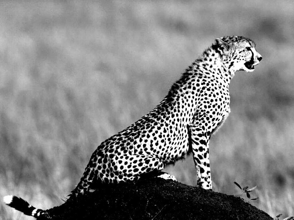 Black Cheetah Wallpapers Top Free Black Cheetah Backgrounds
