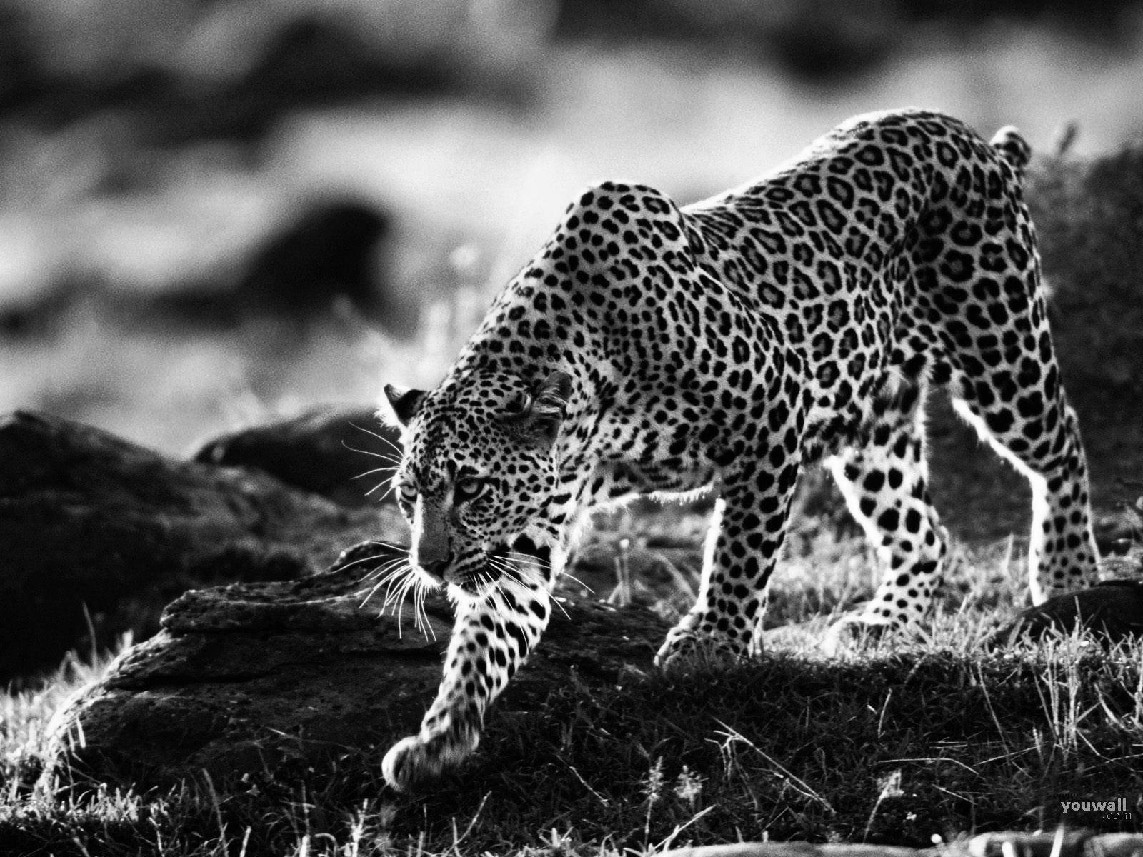 Black Cheetah Wallpapers Top Free Black Cheetah Backgrounds WallpaperAccess