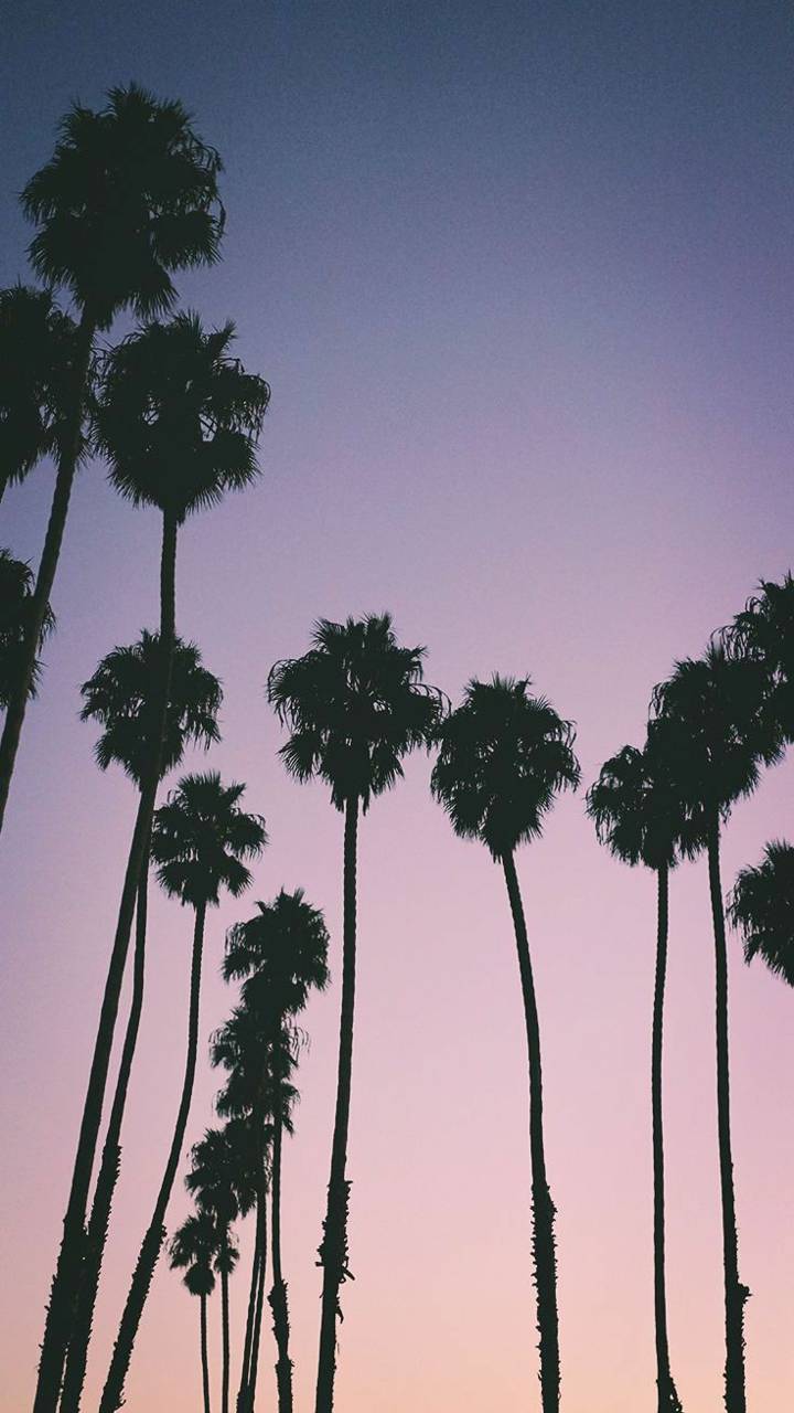 Los Angeles Palm Trees Wallpapers Top Free Los Angeles Palm Trees