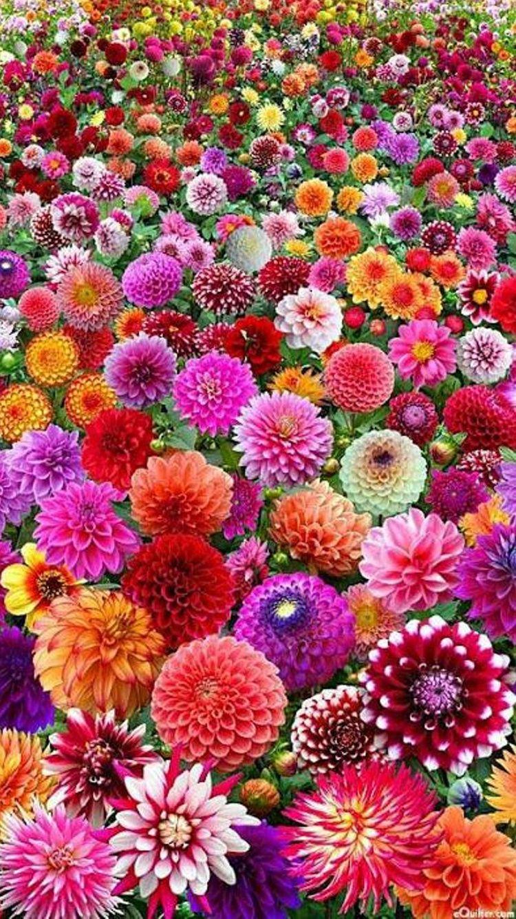 Flowers iPhone Wallpapers Top Free Flowers iPhone Backgrounds