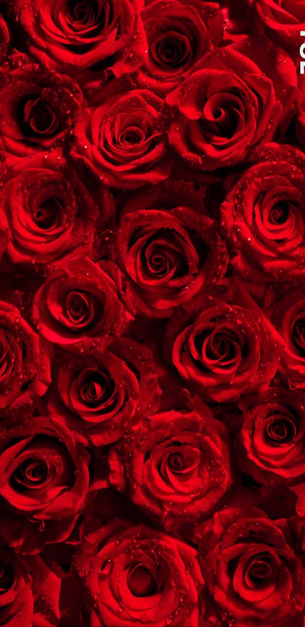 Red Rose 4K Wallpapers Top Free Red Rose 4K Backgrounds WallpaperAccess