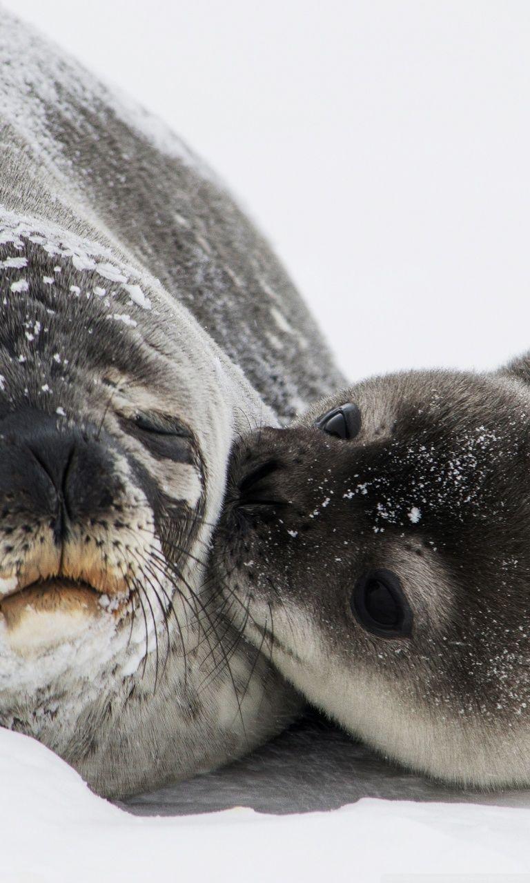 Cute Seals Wallpapers Top Free Cute Seals Backgrounds WallpaperAccess