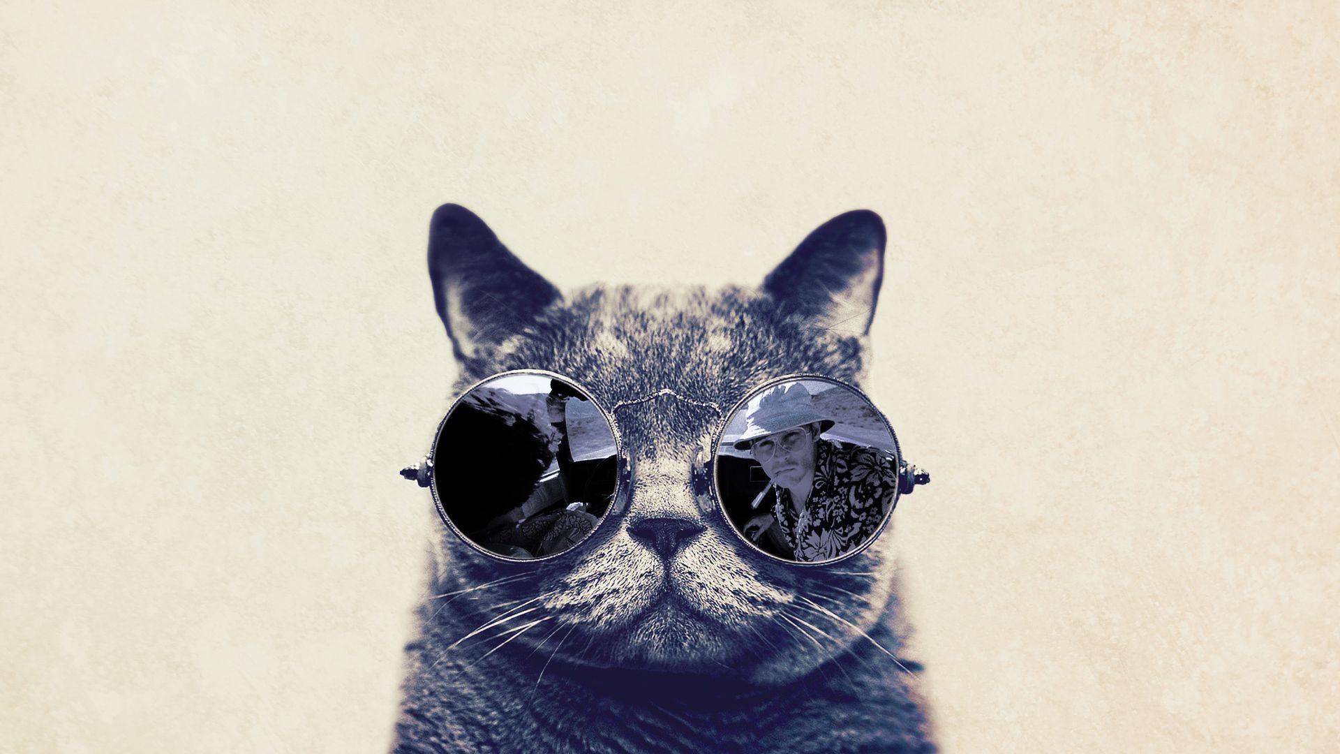 Cat with Glasses Wallpapers Top Free Cat with Glasses Backgrounds