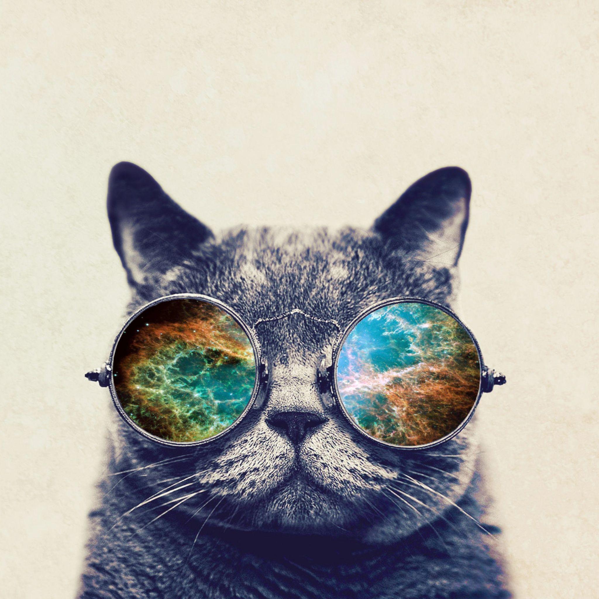 Cat with Glasses Wallpapers Top Free Cat with Glasses Backgrounds