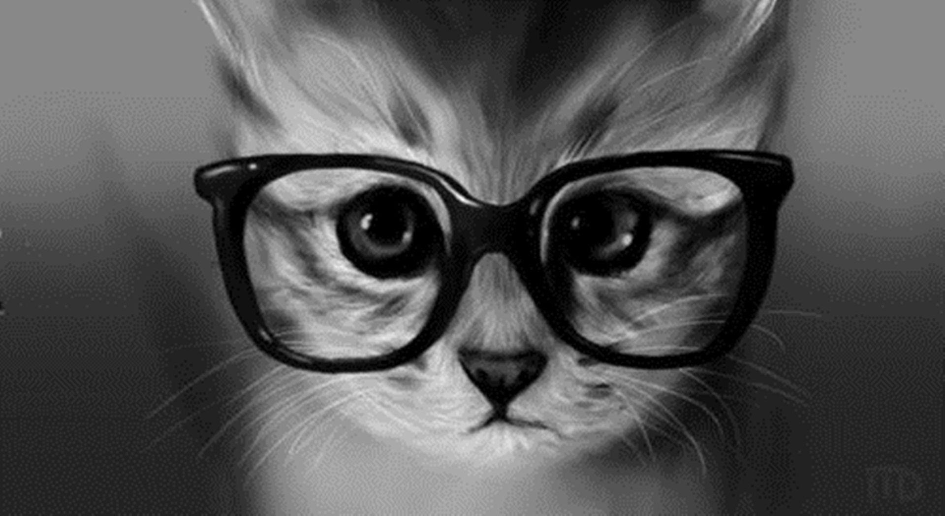 Cat with Glasses Wallpapers Top Free Cat with Glasses Backgrounds WallpaperAccess