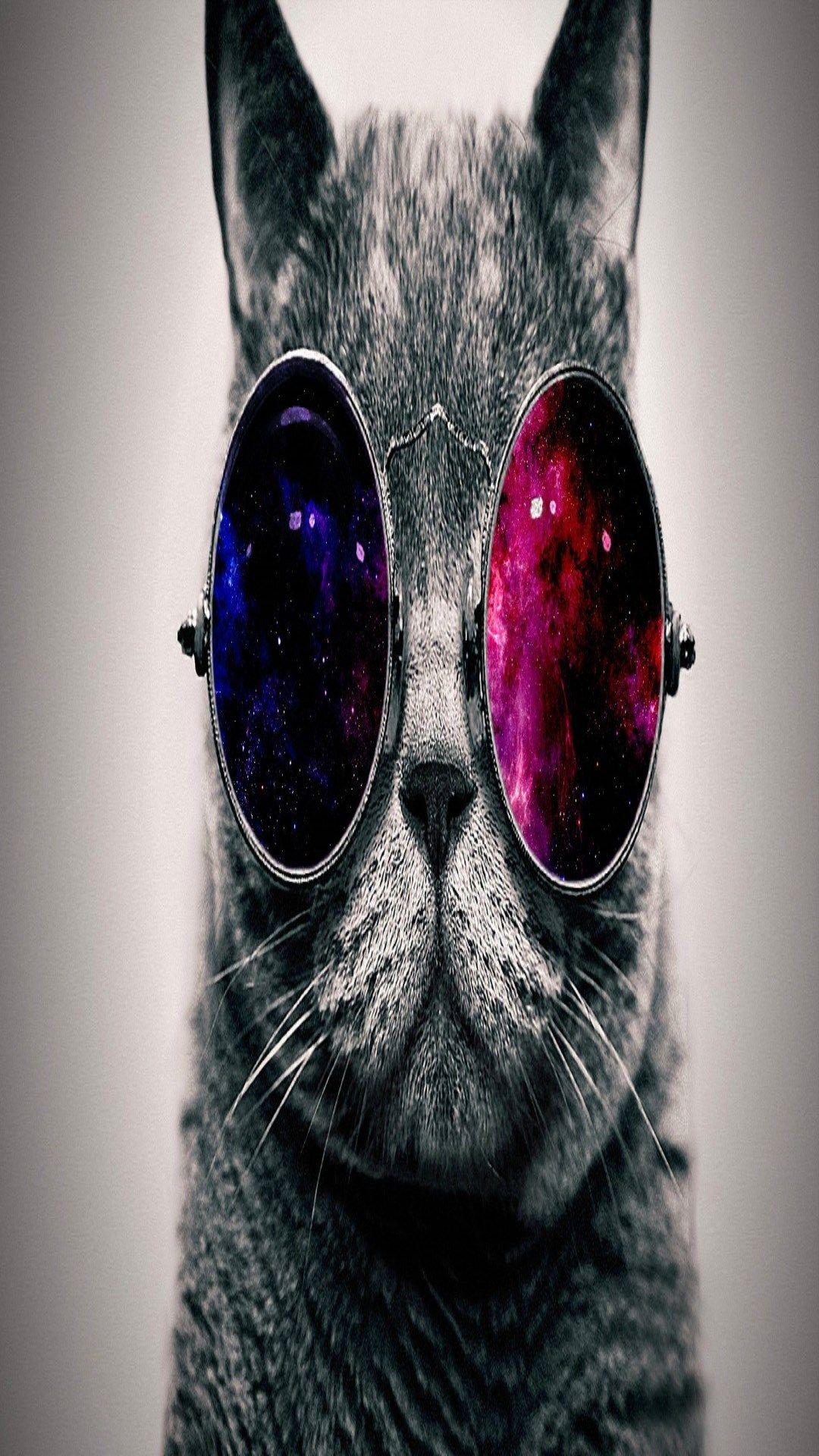 Cat with Sunglasses Wallpapers Top Free Cat with Sunglasses