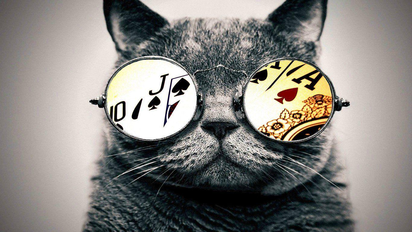 Cat with Glasses Wallpapers Top Free Cat with Glasses Backgrounds WallpaperAccess