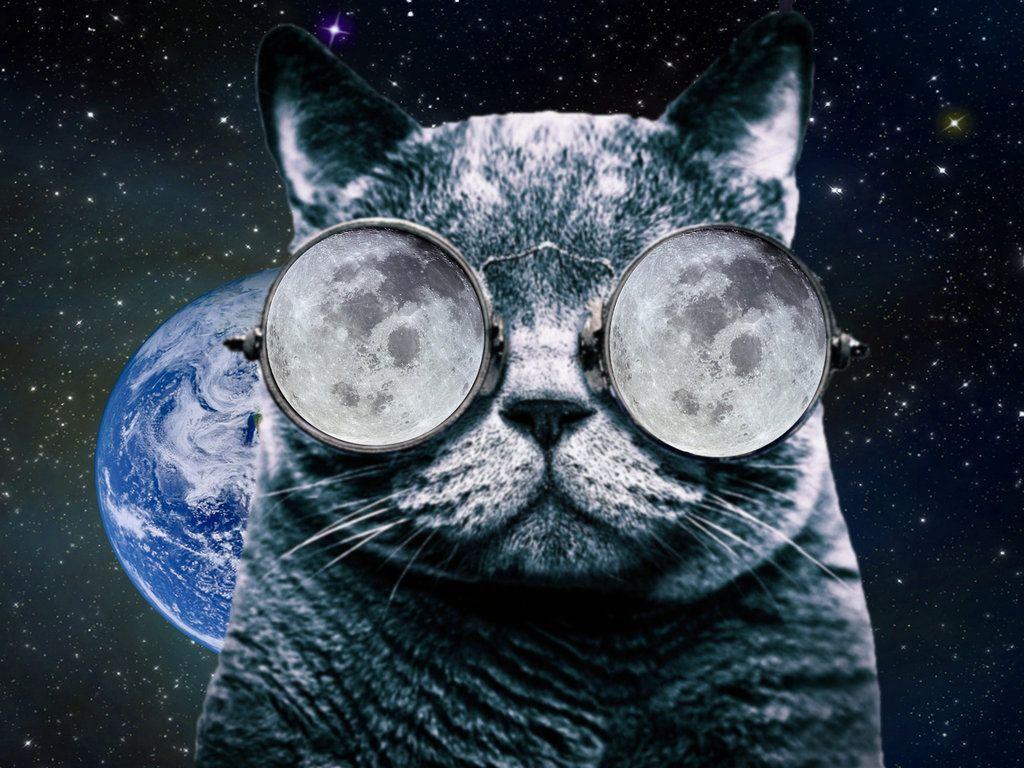 Cat with Glasses Wallpapers Top Free Cat with Glasses Backgrounds