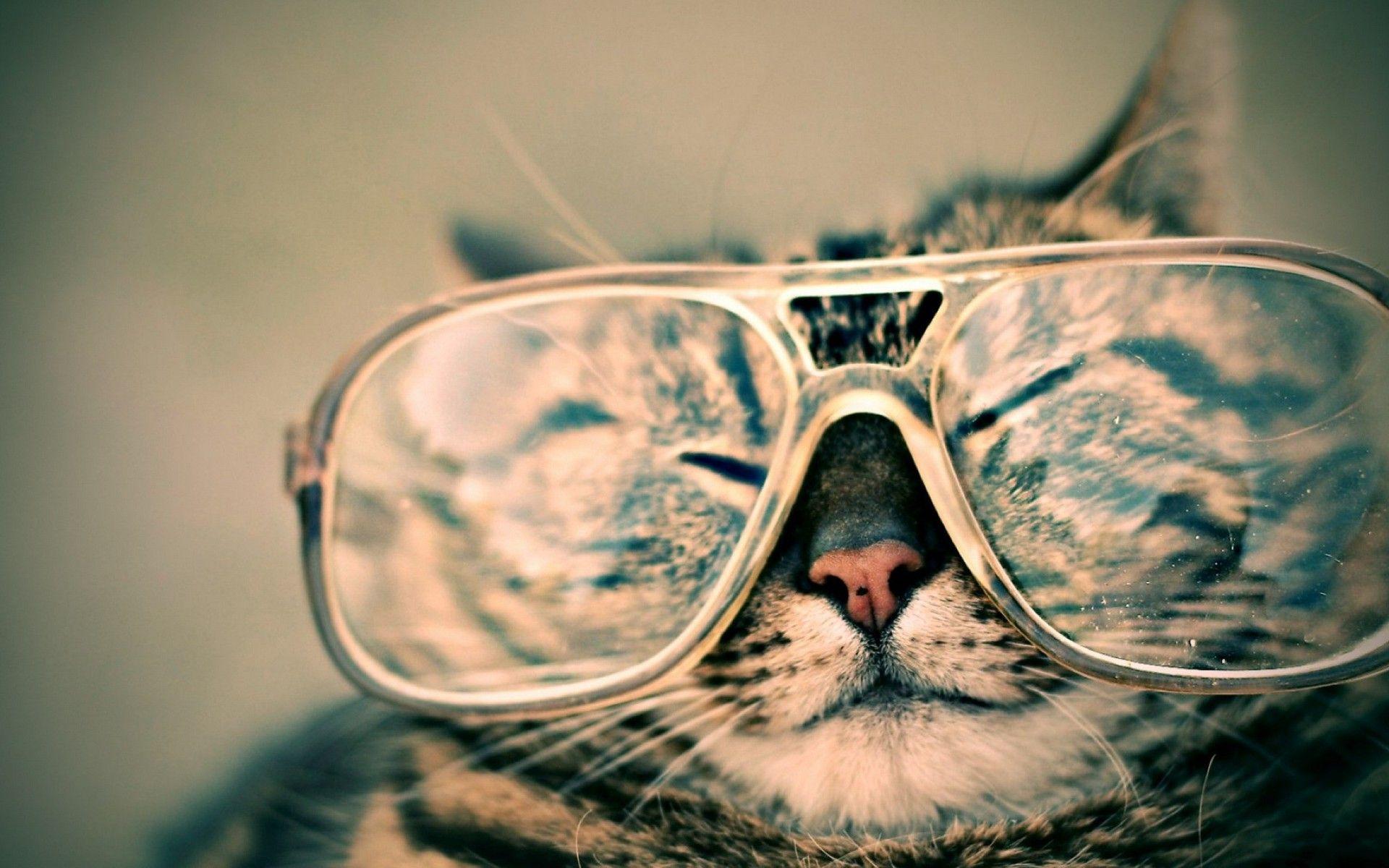 Cat with Glasses Wallpapers Top Free Cat with Glasses Backgrounds