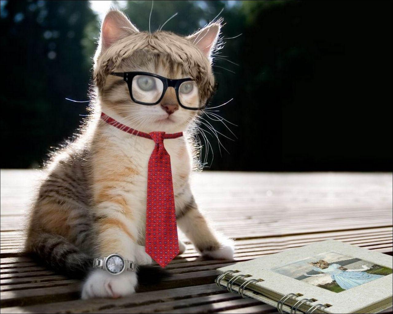 Cat with Glasses Wallpapers Top Free Cat with Glasses Backgrounds