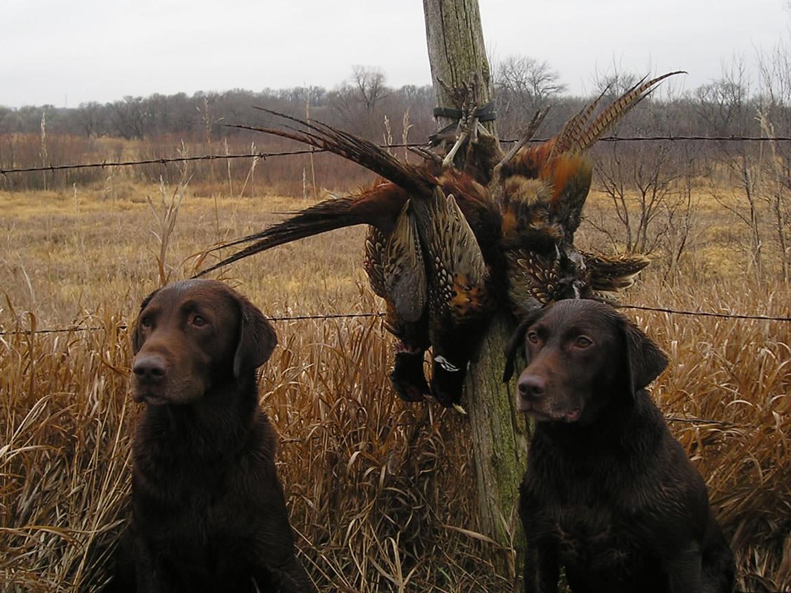 Upland Bird Hunting Wallpapers Top Free Upland Bird Hunting