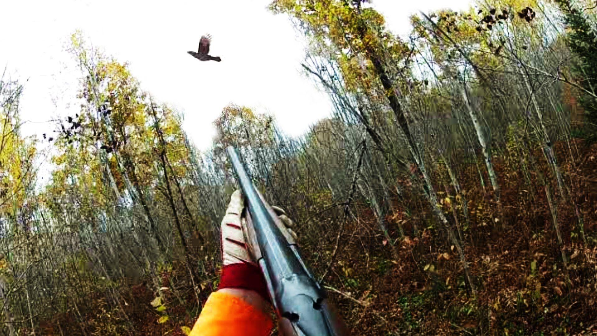 Upland Bird Hunting Wallpapers Top Free Upland Bird Hunting