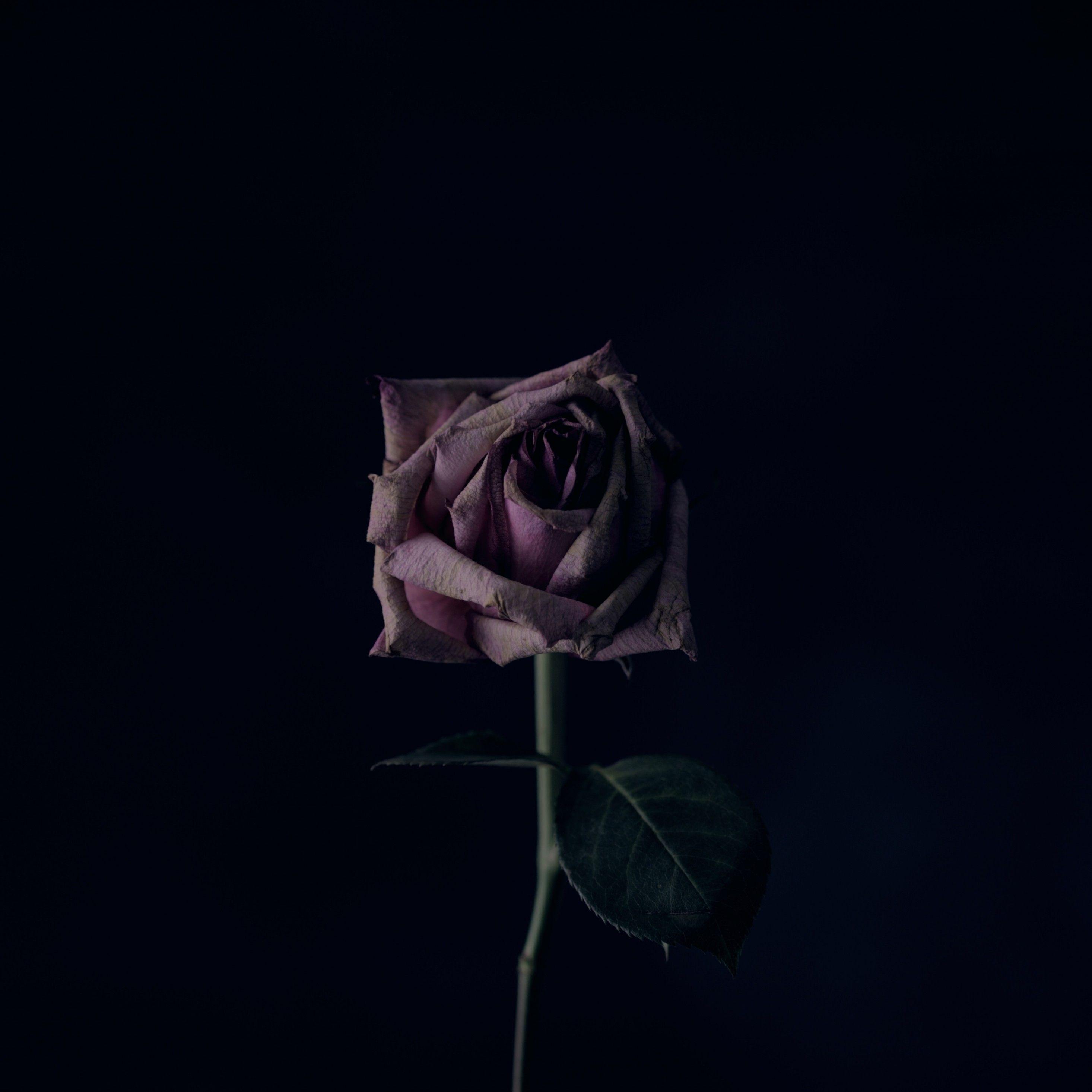 Rose iPad Wallpapers Top Free Rose iPad Backgrounds WallpaperAccess