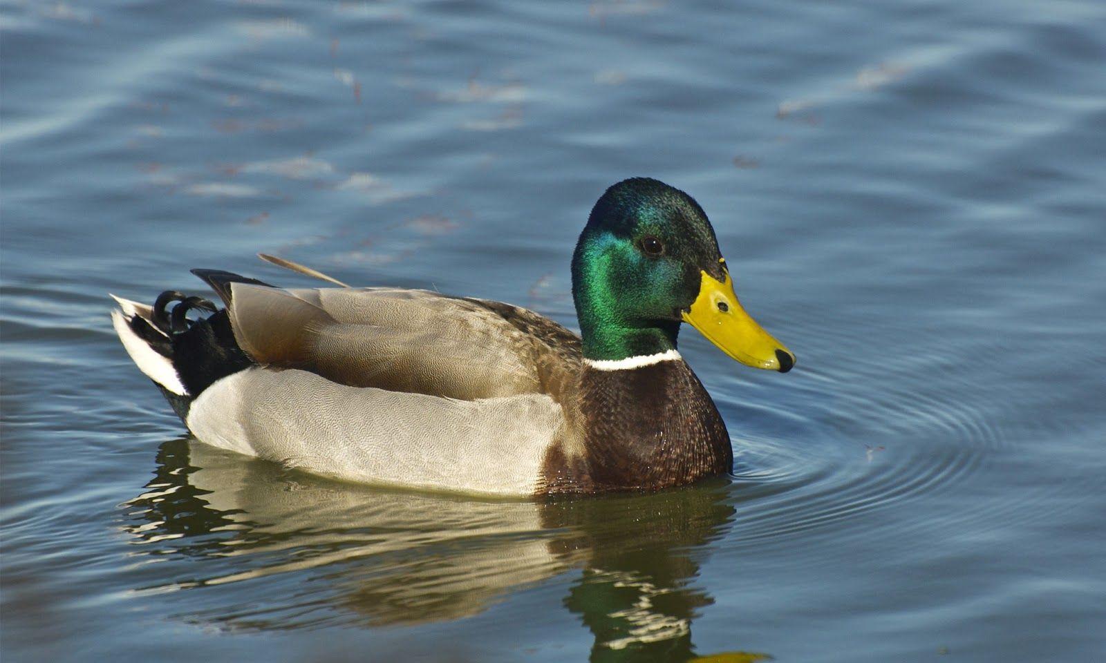 Mallard Duck Wallpapers Top Free Mallard Duck Backgrounds