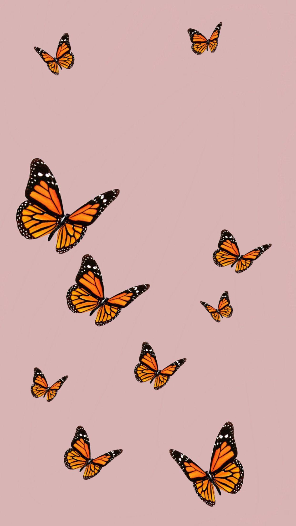 Cute Butterflies Wallpapers Top Free Cute Butterflies Backgrounds