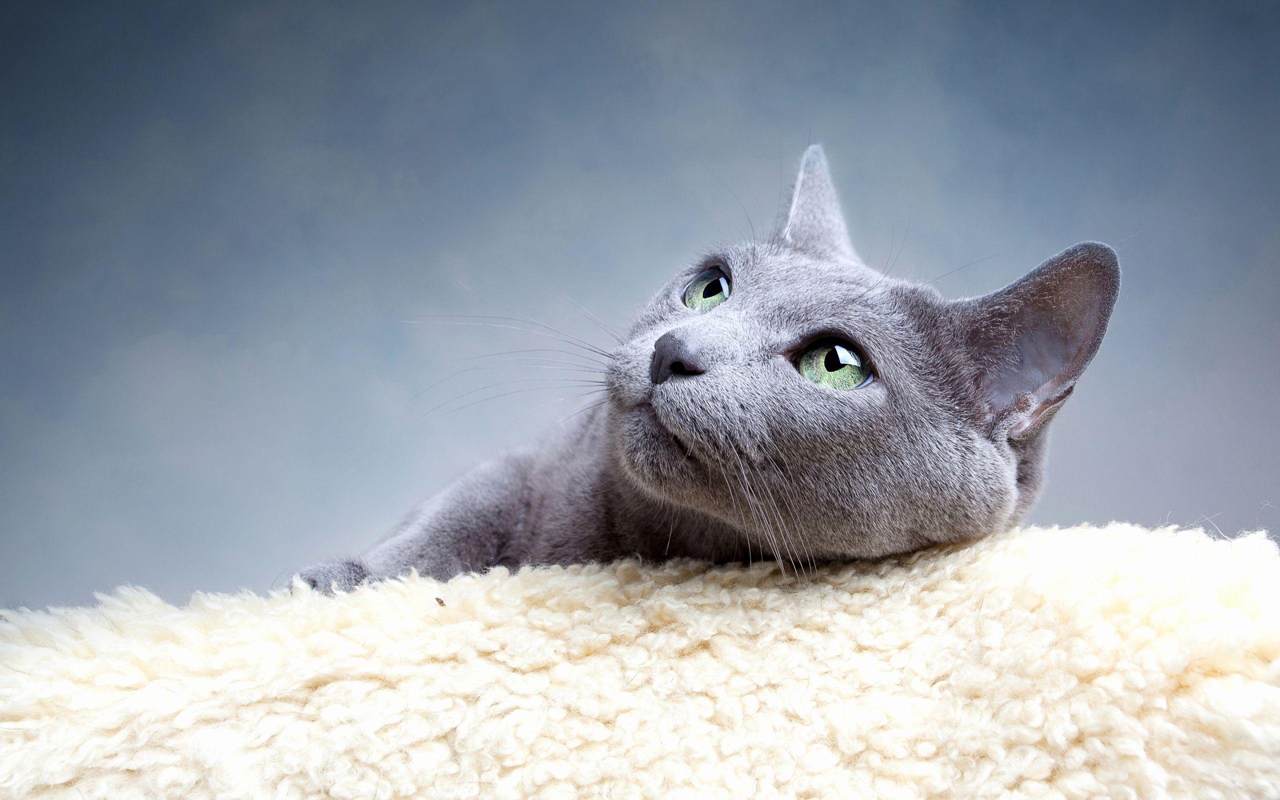 Russian Blue Wallpapers Top Free Russian Blue Backgrounds